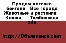 Продам котёнка бенгала - Все города Животные и растения » Кошки   . Тамбовская обл.
